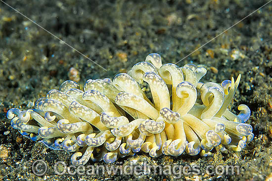 Nudibranch (Phyllodesmium sp.). Found throughout Indo-West Pacific. Photo taken Lembeh Strait, Sulawesi, Indonesia Photo - Gary Bell Nudibranch (Phyllodesmium sp.). Found throughout Indo-West Pacific. Photo taken Lembeh Strait, Sulawesi, Indonesia Photo - Gary Bell