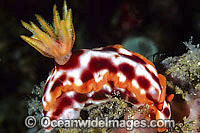 Nudibranch Hypselodoris purpureomaculosa Photo - Gary Bell