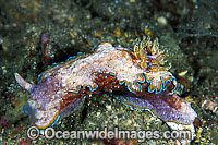 Nudibranch Glossodoris cincta Photo - Gary Bell