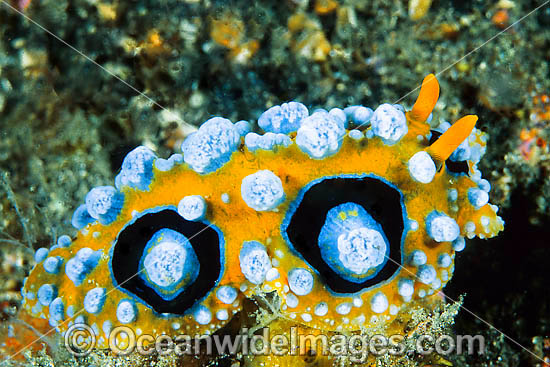 Nudibranch Phyllidia ocellata photo