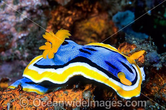 Nudibranch (Chromodoris sp.). Found throughout Indo-West Pacific. Photo taken Lord Howe Island, New South Wales, Australia Photo - Gary Bell