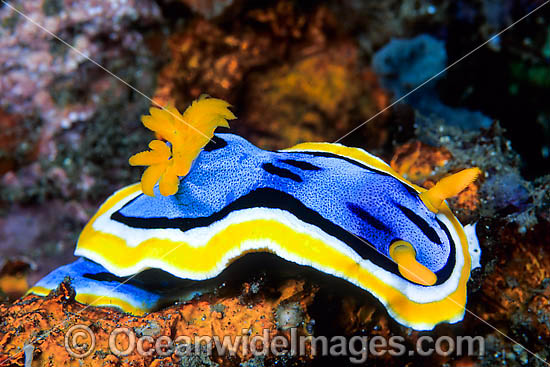 Nudibranch Chromodoris sp. photo