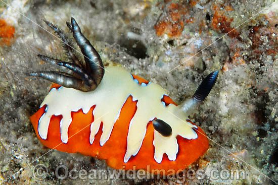 Nudibranch (Chromodoris fidelis). Found throughout Indo-Pacific. Photo taken Lembeh Strait, Sulawesi, Indonesia Photo - Gary Bell