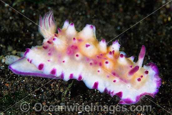 Nudibranch Mexichromis multituberculata photo