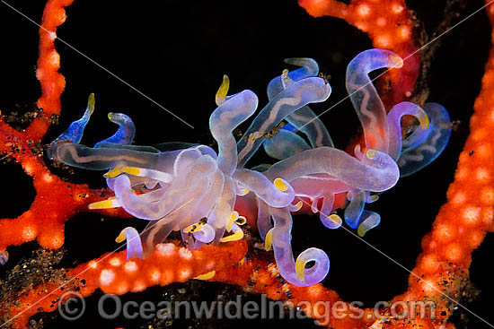 Nudibranch (Phyllodesmium sp.) on a gorgonian coral. Also known as Seafan Slug. Found throughout the Indo-West Pacific. Photo taken at Tulamben, Bali, Indonesia Photo - Gary Bell Nudibranch (Phyllodesmium sp.) on a gorgonian coral. Also known as Seafan Slug. Found throughout the Indo-West Pacific. Photo taken at Tulamben, Bali, Indonesia Photo - Gary Bell