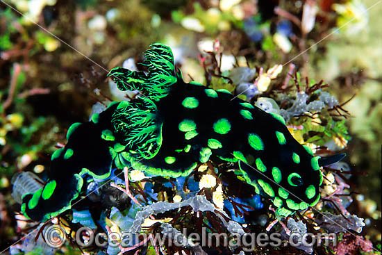 Nudibranch (Nembrotha cristata). Found throughout the Indo-West Pacific. Photo taken at Tulamben, Bali, Indonesia Photo - Gary Bell