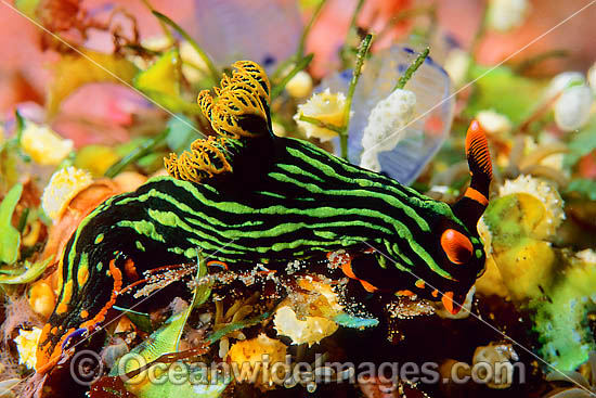 Nudibranch (Nembrotha kubaryana). Found throughout the Indo-West Pacific. Photo taken at Tulamben, Bali, Indonesia Photo - Gary Bell Nudibranch (Nembrotha kubaryana). Found throughout the Indo-West Pacific. Photo taken at Tulamben, Bali, Indonesia Photo - Gary Bell