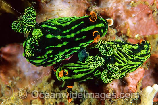 Nudibranch mating pair photo