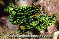 Nudibranch mating pair Photo - Gary Bell