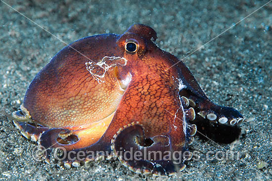 Veined Octopus Octopus marginatus photo