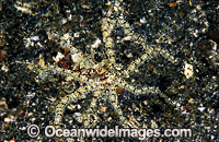 White V Octopus blending in Photo - Gary Bell