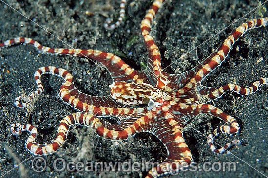Wonderpus Octopus photo