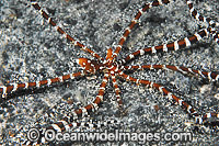 Wonderpus Octopus Photo - Gary Bell