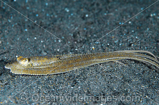 Octopus mimicking Flounder photo