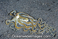 White V Octopus Photo - Gary Bell