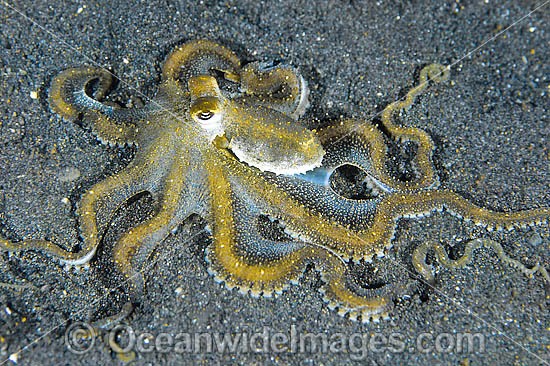 White V Octopus photo