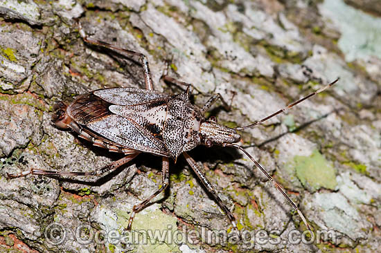 Shield Bug Poecilometis sp. photo