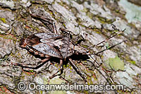 Shield Bug Poecilometis sp. Photo - Gary Bell