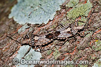 Stink Bug Photo - Gary Bell