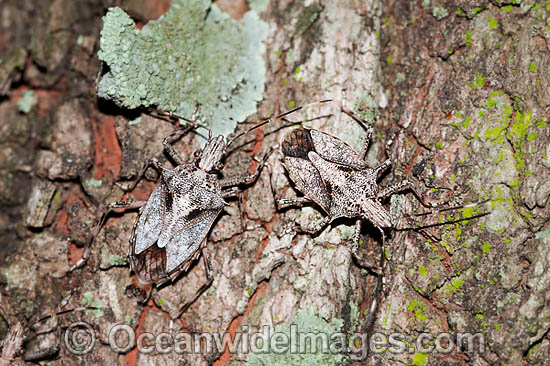 Shield Bug (Poecilometis sp.) Also known as Stink Bug for producing foul smelling defensive liquids. There are 391 species in the Family. Photo taken Brisbane, Queensland, Australia Photo - Gary Bell Shield Bug (Poecilometis sp.) Also known as Stink Bug for producing foul smelling defensive liquids. There are 391 species in the Family. Photo taken Brisbane, Queensland, Australia Photo - Gary Bell