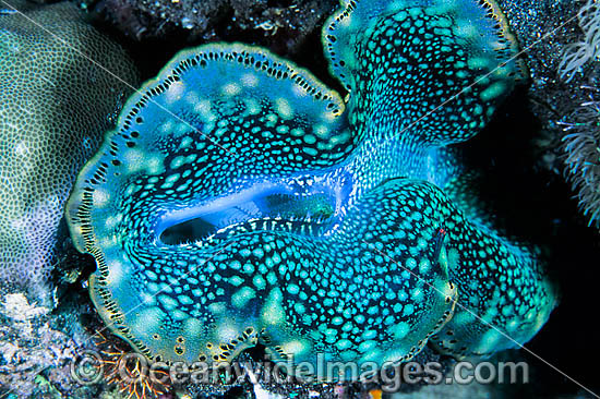 Giant Clam Tridacna sp. photo