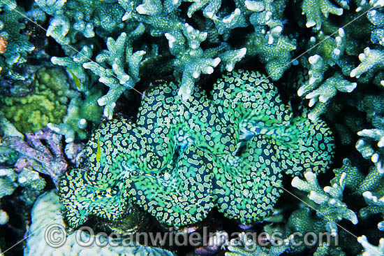 Giant Clam Tridacna sp. photo Giant Clam Tridacna sp. photo