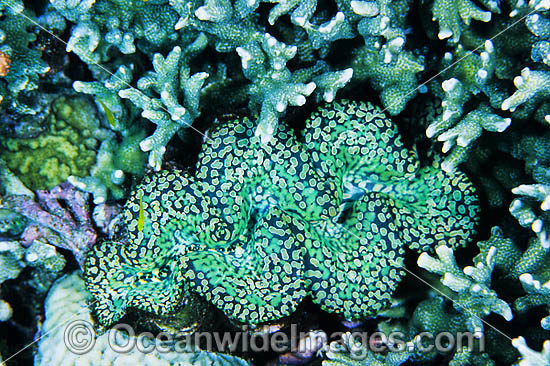 Giant Clam Tridacna sp. photo