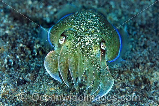 Cuttlefish photo