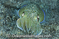 Cuttlefish Photo - Gary Bell