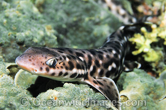 Coral Catshark Atelomycterus marmoratus photo