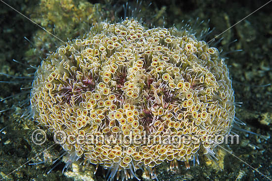 Flower Urchin (Toxopneustes pileolus). Also known as Toxic or Venomous Sea Urchin.This Urchin has sharp toxic spines and has caused fatalities. Found throughout the Indo-Pacific. Photo taken Lembeh Strait, Sulawesi, Indonesia Photo - Gary Bell Flower Urchin (Toxopneustes pileolus). Also known as Toxic or Venomous Sea Urchin.This Urchin has sharp toxic spines and has caused fatalities. Found throughout the Indo-Pacific. Photo taken Lembeh Strait, Sulawesi, Indonesia Photo - Gary Bell