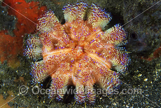 Fire Urchin Asthenosoma ijimai photo Fire Urchin Asthenosoma ijimai photo