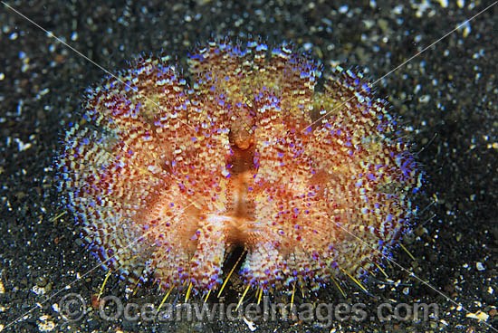 Fire Urchin (Asthenosoma ijimai). This sea urchin has venomous spines and able to inflict painful stings. Found throughout the Indo-Pacific. Photo taken Lembeh Strait, Sulawesi, Indonesia Photo - Gary Bell