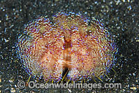 Fire Urchin Asthenosoma ijimai Photo - Gary Bell