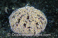 Flower Urchin Toxopneustes pileolus Photo - Gary Bell