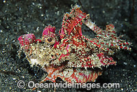 Devil Stinger Scorpionfish Inimicus didactylus Photo - Gary Bell