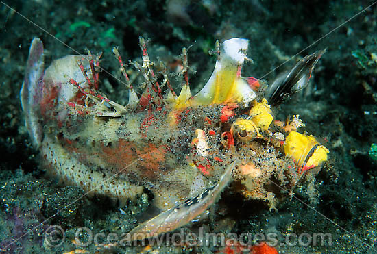 Demon Stinger Scorpionfish (Inimicus didactylus). Also known as Devilfish and Demon Stinger. This fish has venomous spines and can inflict painful stings. Found throughout the Indo-Pacific. Photo taken at Tulamben, Bali, Indonesia Photo - Gary Bell Demon Stinger Scorpionfish (Inimicus didactylus). Also known as Devilfish and Demon Stinger. This fish has venomous spines and can inflict painful stings. Found throughout the Indo-Pacific. Photo taken at Tulamben, Bali, Indonesia Photo - Gary Bell