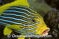 Ribbon Sweetlips Plectorhinchus polytaenia Photo - Gary Bell