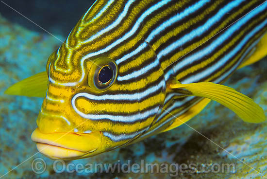 Ribbon Sweetlips (Plectorhinchus polytaenia). Also known Striped and Yellow-ribbon Sweetlips. Found throughout the Indo-Pacific. Photo taken at Tulamben, Bali, Indonesia. Photo - Gary Bell