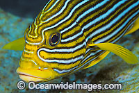 Ribbon Sweetlips Plectorhinchus polytaenia Photo - Gary Bell