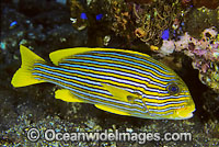 Ribbon Sweetlips Photo - Gary Bell