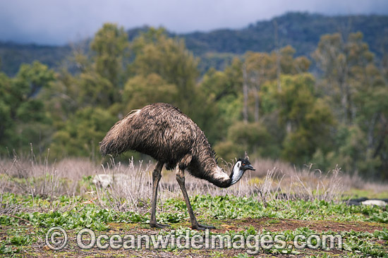 Emu Dromaius novaehollandiae photo Emu Dromaius novaehollandiae photo