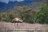 Emu Dromaius novaehollandiae Photo - Gary Bell