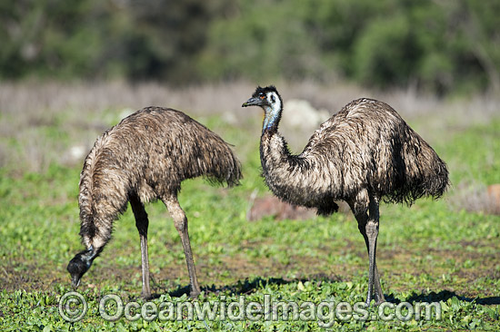 Emu Pair photo