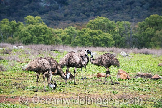 Emu Flock grazing photo