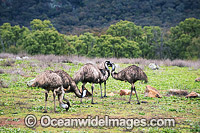 Emu Flock grazing Photo - Gary Bell