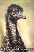 Emu juvenile Photo - Gary Bell