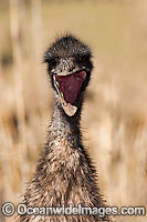 Emu juvenile Photo - Gary Bell