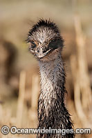 Emu juvenile Photo - Gary Bell