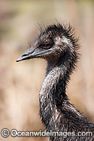 Emu juvenile Photo - Gary Bell